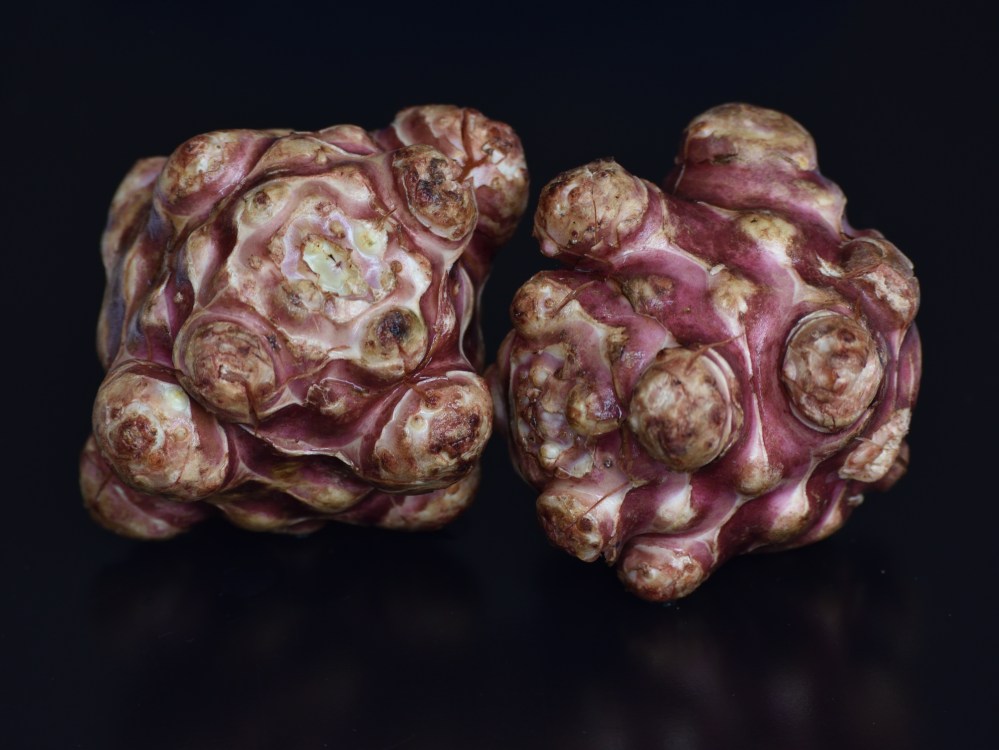 Jerusalem Artichoke #1